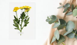 Mùa đông cắm hoa này không chỉ đẹp mà còn có nhiều công dụng tuyệt vời