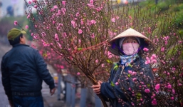Cách 'ép' hoa đào - hoa mai nở đúng dịp Tết Giáp Thìn 2024, từ bây giờ làm ngay bước này