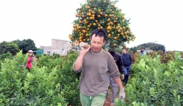 Cách chọn mua quất chưng Tết 2024 hút tài lộc, quả ướp vàng đúng mùng 1, hết lễ đem trồng vẫn tươi xanh