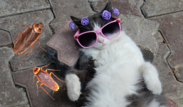 Vén màn: Vì sao gián lại sợ mèo 'xanh mặt', lý giải nhà nuôi mèo thường không có gián?