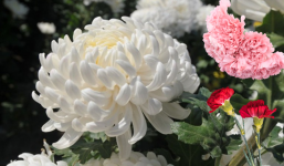 Tết 2024: Những loại hoa không nên cắm, biết để tránh kẻo xui xẻo, hao tài tốn lộc trong năm mới