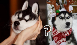 Chó suy nghĩ gì khi bạn chạm vào đầu nó, biết được ai nấy cảm thán: 'Overthinking quá không'?