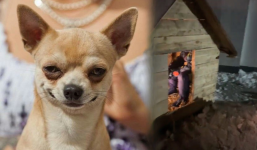 Con mất tích, bố tá hỏa tìm ra trong chuồng chó: Biểu cảm 'chán không buồn nói' của thú cưng gây sốt