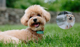 Chủ nhỏ vắng nhà nhiều năm, chú chó khi gặp lại có phản ứng khiến cõi mạng vỡ òa