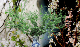 Tuyết mai trắng đã quá xưa, thêm bước này hoa nở ra màu 7 sắc cầu vồng: Hội chị em há hốc vì đẹp đỉnh