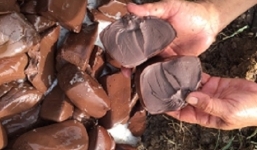 An Giang: 104 kg huyết heo bốc mùi hôi thối bị bỏ lại bên đường