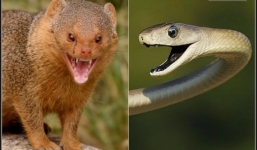 Clip: Rùng mình với trận tử chiến của cầy mangut với loài rắn độc nhất hành tinh