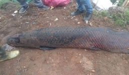 Hé lộ sự thật câu chuyện người dân bắt được 'quái vật' nước ngọt nặng 100kg trên sông Nhuệ