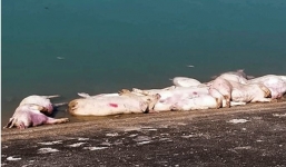 Phát hiện gần 40 xác heo không rõ nguồn gốc dưới hồ chứa nước khi dịch tả lợn châu Phi đang bùng phát