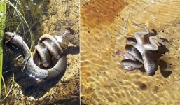 Rắn nước tấn công ếch trâu, dìm chết con mồi rồi nuốt chửng
