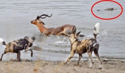 Linh dương chết thảm dưới hồ nước vì bị chó hoang, cá sấu và hà mã truy sát