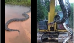 Trăn Nam Mỹ kích thước 'khủng' chưa từng thấy thong thả bơi trên sông Brazil