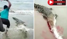 Giật mình thon thót cảnh người đàn ông dùng búa đập chết cá sấu dạt bờ