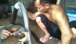 Việc nhẹ lương cao nhưng không ai dám làm: Tắm, rơ lưỡi cho hổ mang chúa