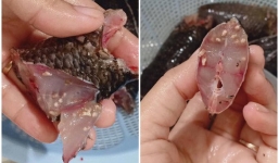 Dân mạng hoang mang trước hình ảnh thịt cá rô đồng đầy sán loe ngoe, không biết giờ nên ăn gì