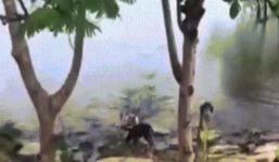 Clip sốc: Cá sấu nhanh như cắt chồm lên bờ cắn chết chó đứng bên bờ sông