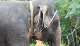 Dân mạng dậy sóng trước câu chuyện con voi bị bóc lột trong gánh xiếc tại Nha Trang