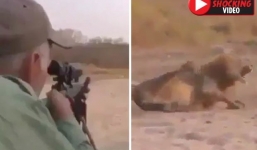 Video: Khoảnh khắc gây sốc thợ săn 'máu lạnh' kết liễu chúa sơn lâm đang ngủ say