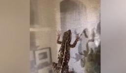 Dùng máy sấy tóc để 'hồi sinh' thằn lằn đông đá trên cửa sổ