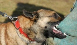 4 người trong gia đình bị chó cắn nhưng không tiêm phòng dại, 2 bố con tử vong