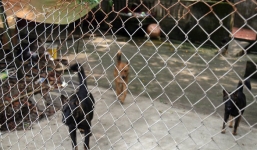 Bố bé trai bị đàn chó cắn tử vong: 'Tôi chỉ thấy vợ khóc lóc, bế con chạy sang đường...'