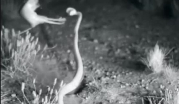 Chuột đối đầu với rắn kịch độc, tung một cước chí mạng vào kẻ săn mồi