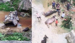 Hiện trường đầy ám ảnh xe tải đâm gãy thành cầu lao xuống suối, trâu chết la liệt