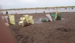 Nam Định: Thực hư thông tin hàng trăm người dân 'hôi ngao' của một nông dân