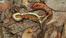 Rết khổng lồ ngoặm chặt thân rắn, giết con mồi trong tích tắc trong trận tử chiến