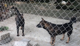 Lại thêm một trường hợp bé trai 14 tuổi tử vong sau khi bị chó cắn