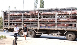 Đồng Nai: Huyện thông báo dịch tả lợn châu Phi, lãnh đạo tỉnh cho rằng 'công bố ẩu'