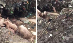 Thực hư vụ đàn lợn dịch không được chôn lấp, bò lổm nhổm ở dưới hố nước ở Nam Định