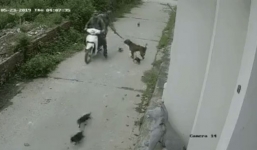 Dân mạng phẫn nộ cẩu tặc dí điện bắt chó mẹ giữa bầy chó con