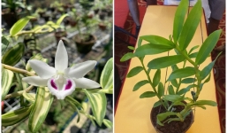 Xôn xao giò lan siêu hiếm được bán giá gần 10 tỷ đồng