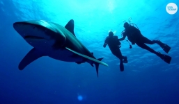 Thực hư tin đồn cá mập tấn công người theo màu sắc quần áo