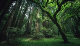 Cây cối có biết đau không?