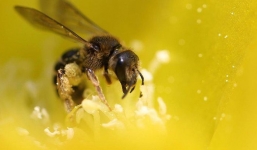 Ong mật đi đâu vào mùa đông?