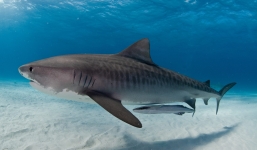 Thực hư tin đồn cá mập sẽ chết nếu ngừng bơi
