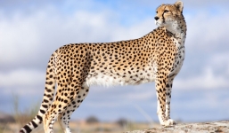 Điểm danh những loài động vật nhanh nhất hành tinh