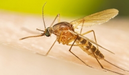 5 cách đơn giản và hiệu quả để tránh bị muỗi đốt