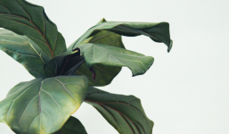 Cách giữ cho cây cảnh trong nhà sống sót qua mùa đông lạnh giá