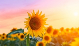 Khoa học lý giải hiện tượng vì sao hoa hướng dương luôn 'di chuyển' về phía mặt trời