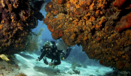 Khám phá mới: San hô có khả năng tự thích nghi để chống lại biến đổi khí hậu