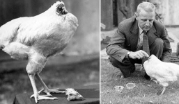Kinh ngạc chú gà không có đầu vẫn sống tới 18 tháng
