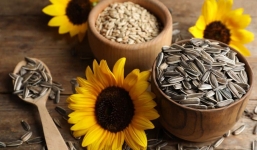 Ăn hạt hướng dương có tốt không? Lợi ích và nguy cơ tiềm ẩn của hạt hướng dương với sức khỏe