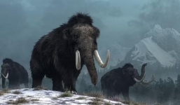 Đi đào than, thợ mỏ bất ngờ phát hiện chiếc ngà của voi ma mút khổng lồ đã tuyệt chủng 10.000 năm trước