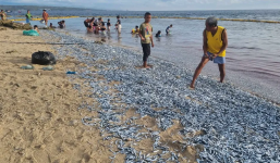 Kỳ lạ hàng triệu con cá mắc kẹt trên bờ biển Philippines: 'Món quà của Thượng đế' hay báo hiệu thảm họa sắp tới?