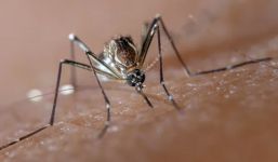 Hàng tỷ con muỗi biến đổi gen đang được thả vào tự nhiên để chống lại sốt xuất huyết