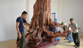 Gốc sưa 'khủng' 17 tỷ đồng được đưa vào bảo tàng tỉnh Quảng Bình