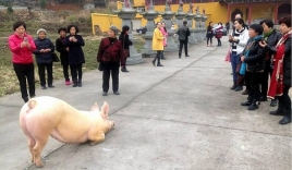 Lợn quỳ gối trước cổng chùa nghe niệm Phật 